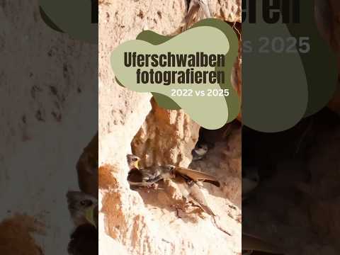 Uferschwalben fotografieren: 2022