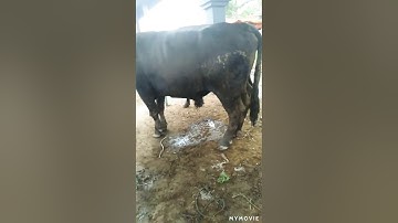 suasana di pasar SAPI masbagik (NTB) di guyur hujan