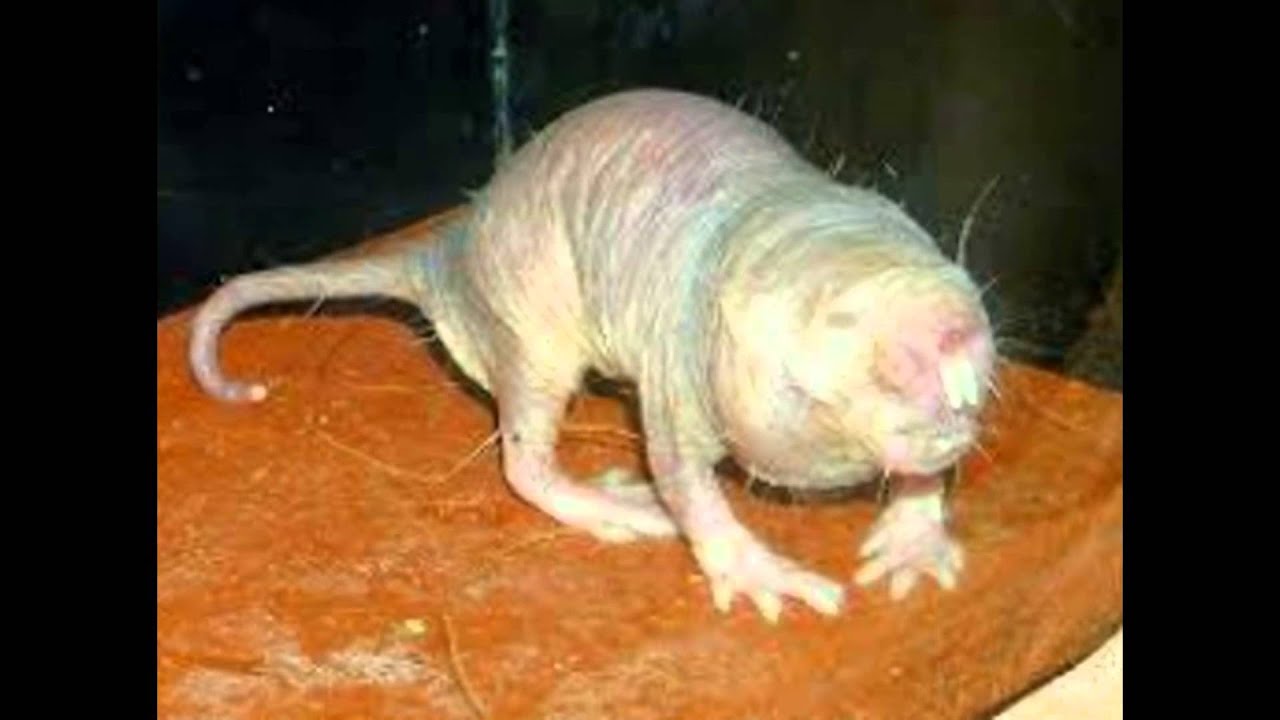 Top 10 engste en raarste dieren. - YouTube