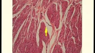 LAB VH Digestive system 2 (1/2) 2556