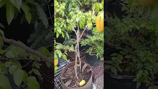 Carambola Star Fruit tree - Sri Kembangan permaculturelife airlayering fruittrees Carambola