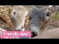 Friendly Deer Approaches Hunters - Amazing Moment!