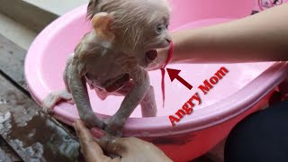 Cute Baby Monkey Very Angry Mummy when Take a Bath