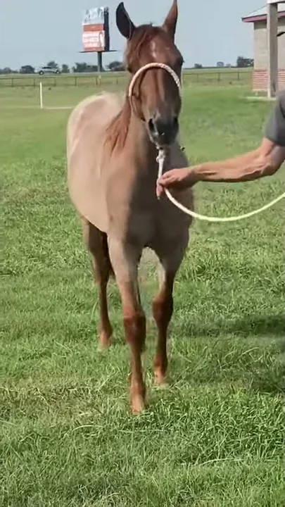 Kellie Heberts roan filly