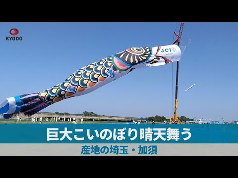 巨大こいのぼり晴天舞う 産地の埼玉・加須