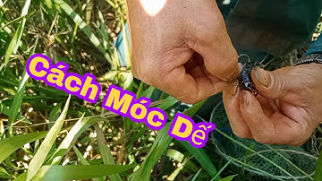 Cách móc dế săn hàng,Cắm cá lóc khủng||Cha Con Thắng Móm