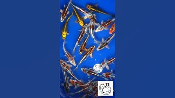 Bán sỉ số lượng nhiều Koi vẩy rồng tại Cá Cảnh Thanh Liêm.