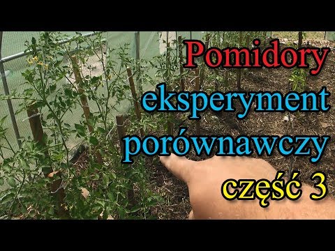 Wideo: Notatki Z Pomidorów. Część 3