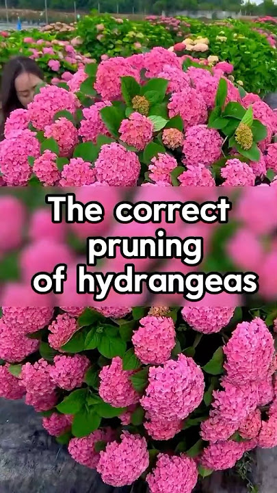 Stop Damaging Your Hydrangeas – Prune Like This