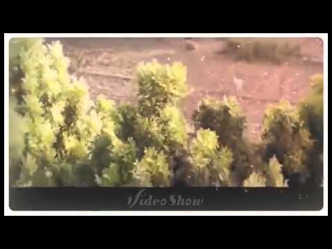 ربنا وياك يابني مصطفي كامل