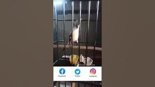 Masteran cendet tembakan unik | masteran cendet bomber pamekasan