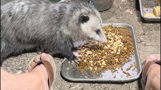 Opossum Joins The Party #backyardwildlife #skunks #opossums #partytime