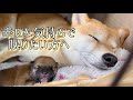 【安眠誘導 疲れた心をリラックス 幸せな眠りに導いてくれる柴犬】豆柴さにらむ #49