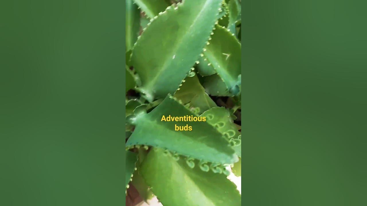 Bryophyllum vegetative propagation by leaves🍃 YouTube