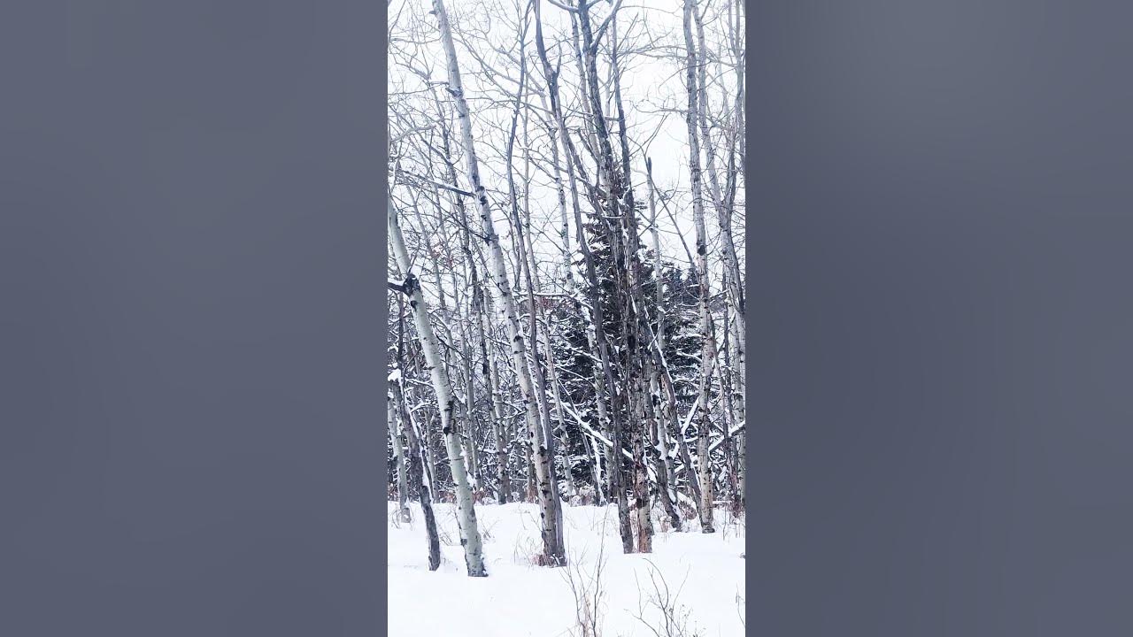 Coyote mating season sounds like this! #shorts - YouTube