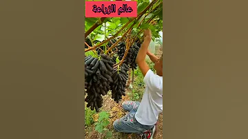 Shorts صنف غريب من اصناف العنب 