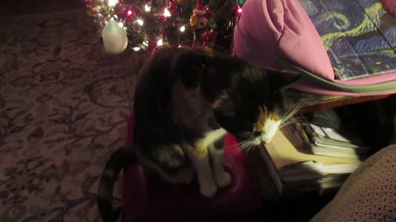 DElilah holiday snack camera iphone 8 plus apk