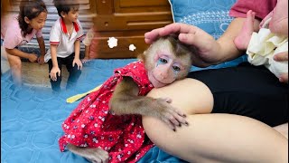 Download Lagu Monkey Diana was teased by her friends and ran home crying and hugging her mother. MP3 Download Lagu Monkey Diana was teased by her friends and ran home crying and hugging her mother. MP3