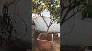 Grow Sapota / Chikoo Easily in Garden ,Terrace Gardening ,Gardening , Growing Fruit Trees In Terrace