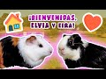 🐹🐹 ¡AMPLIAMOS LA FAMILIA COBAYIL! 🏠 Bienvenidas ELVIA y EIRA 💗♀️ Nuevas cobayas en COBAYAS ESPAÑA 🤗