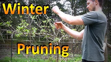 Winter Pruning of Espaliered Apple and Pear Trees