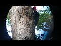 Magellanic Woodpecker (male) in Patagonia - Argentina