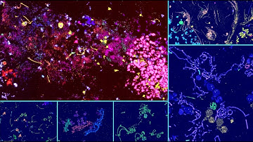 Emerging Ecosystems | Winner of the ALIFE 2024 Virtual Creatures Competition