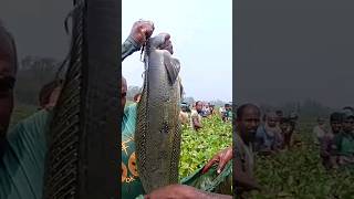 😱😱Big Size Gojar Fish Catching By Hand Resimi