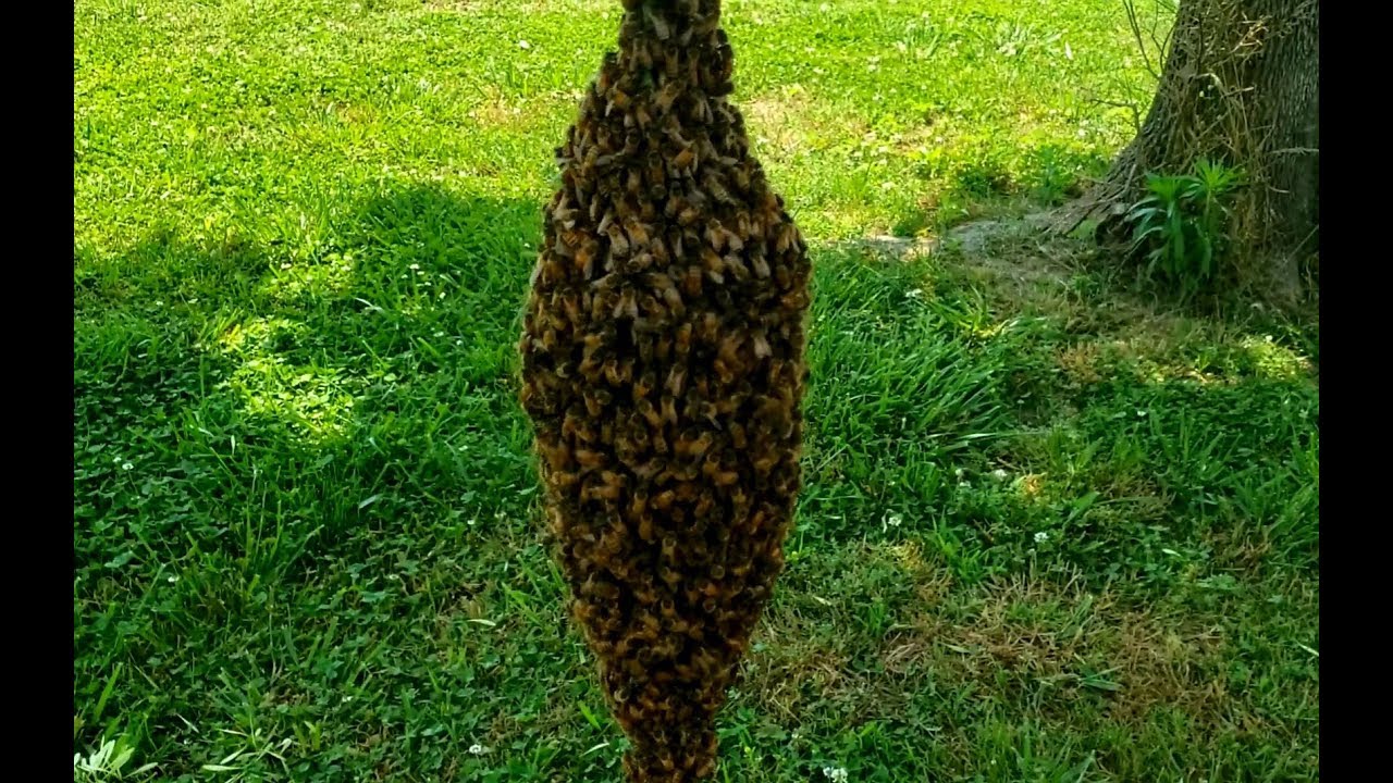 swarm queen bnbs