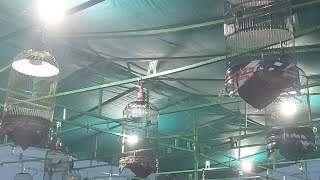Lomba Serindit Malam Hari