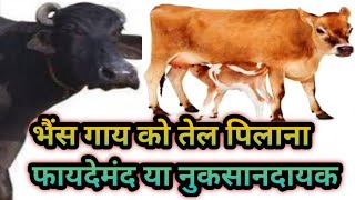 भैंस गाय को तेल पिलाना सही/ गलत|| Buffalo Cow ko tel pilana sahi h ya galat