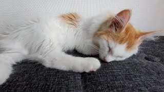 【癒やし】猫が寝てるのをただ見守る動画レイモンド編