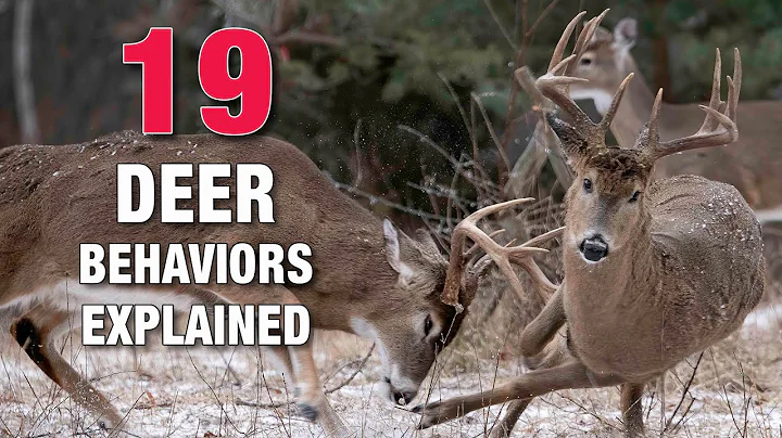 19 Fascinating Deer Behaviors Explained thumbnail