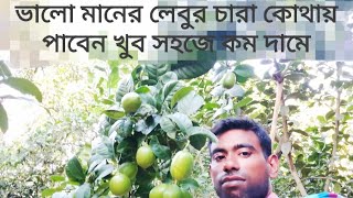 ভালো মানের লেবুর চারা কোথায় পাবেন খুব সহজে কম দামে