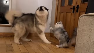 Giant Husky Reacts To Cats! He Goes Hyper!