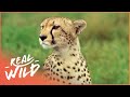 Cheetah the fastest apex predator  cheetah price of speed  real wild