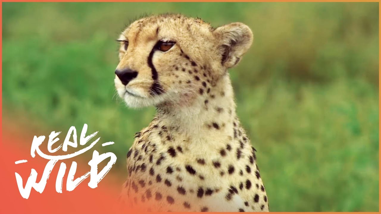 Download Cheetah: The Fastest Apex Predator | Cheetah: Price Of Speed | Real Wild
