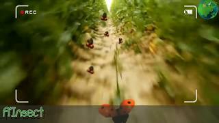 Balapan kumbang dan lalat