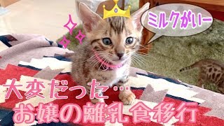 ワガママ娘のベンガル子猫リンが離乳食に移行できるまで