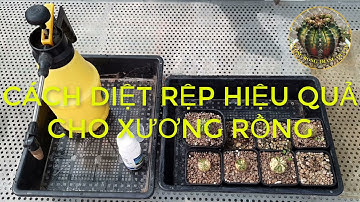 DIỆT RỆP HIỆU QUẢ CHO XƯƠNG RỒNG/ Spray insecticide for cactus