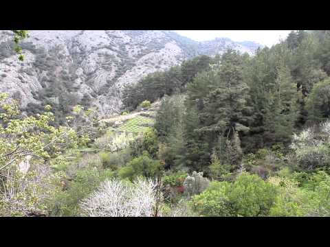 Νightingales sings
