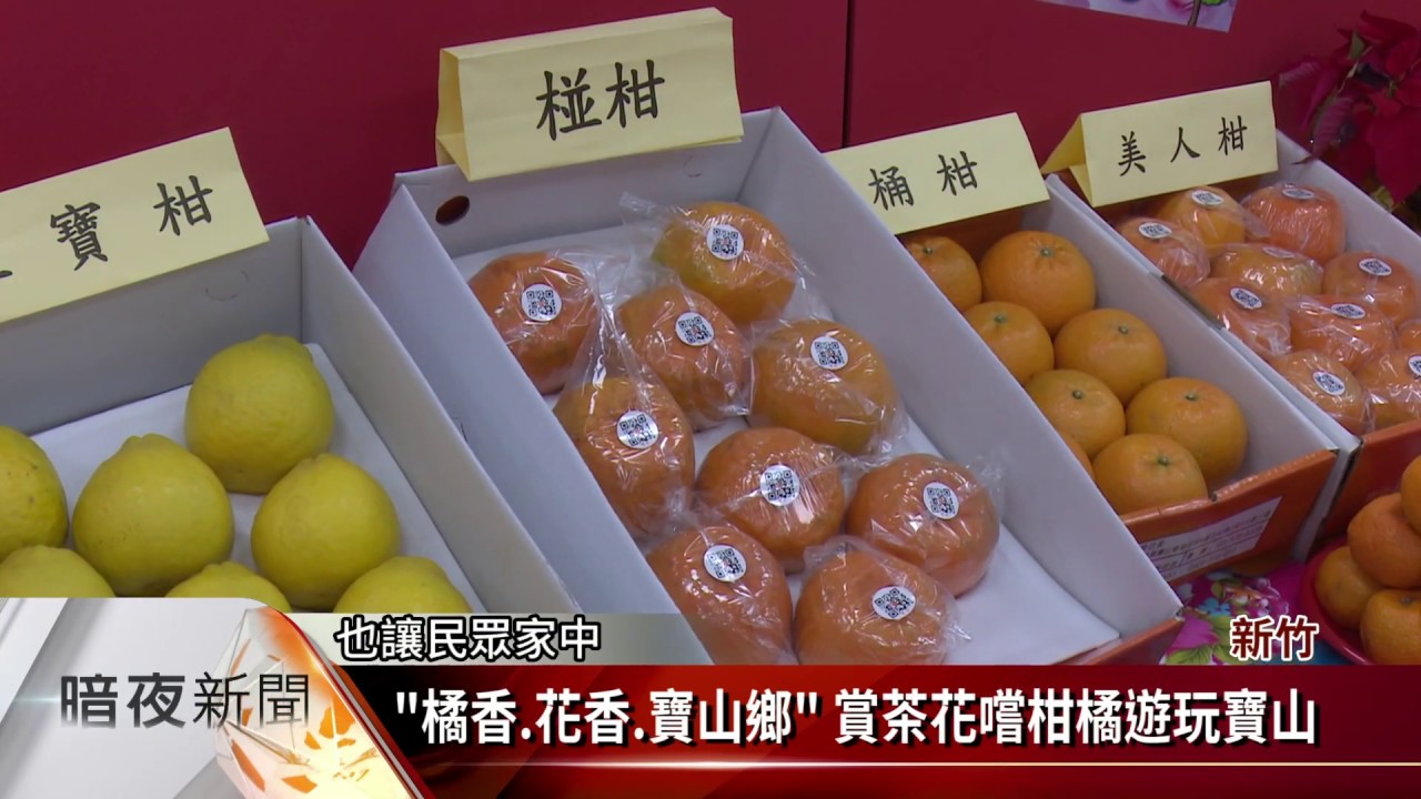 橘香 花香 寶山鄉 賞茶花嚐柑橘遊玩寶山 客家新聞 Youtube 橘香 花香 寶山鄉 賞茶花嚐柑橘遊玩寶山 客家新聞 Youtube