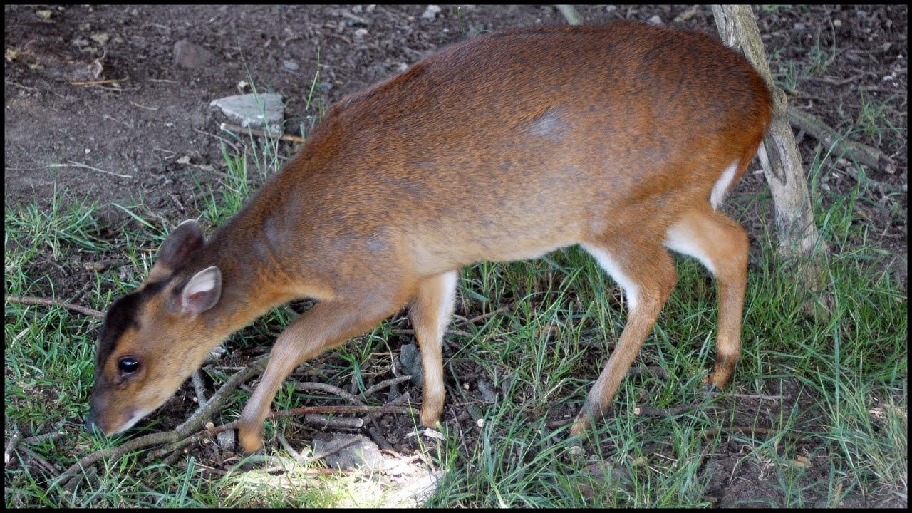 Muntjac Deer (Muntiacus reevesi) - YouTube