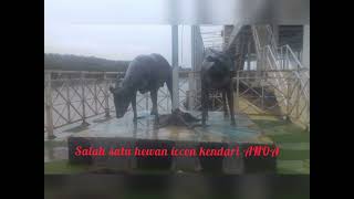 Taman Wisata Teluk Kendari Beach Kota Kendari Sulawesi Tenggara