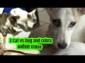 कोबरा की जानकारी 2 Cat ने मालिक को दी फिर Dog के साथ जो किया देख यकींन नहीं होता|Dog vs 2 Cat| Snake