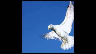 Goodbye Goose Prince - Seagull Orchestra