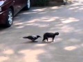 Жесть, ворона домогается кота.mp4 #funnyvideos #funny #fun #jokes #funnymoments #happy #joke