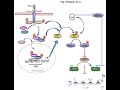 Interferon; Types, its receptor and mechanism of action