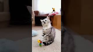 Cat - Play Time
