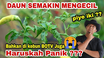 PANIK!!! Daun Cabai Mengecil dan Berkerut , Apa Solusinya Bli? Tonton Video ini!!!